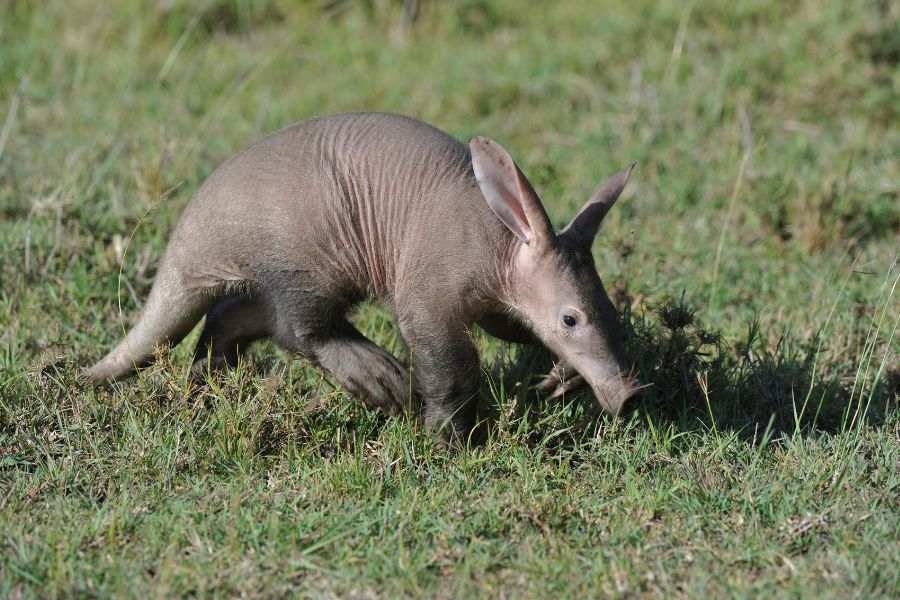 Aardvark Symbolism and Spiritual Meanings