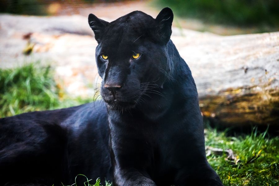 Black Jaguar Symbolism and Spiritual Meanings