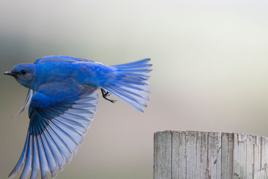 Bluebird Symbolic and Spiritual Meanings