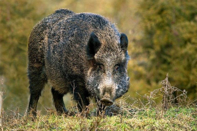 Boar Symbolism and Spiritual Meanings