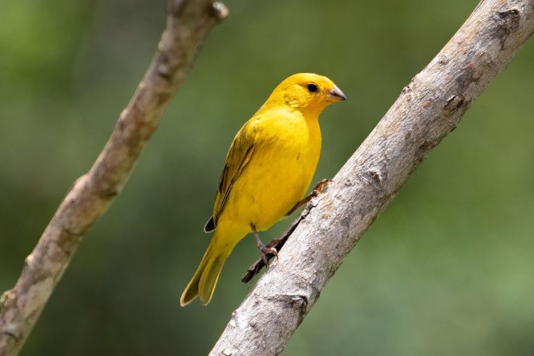 Canary Bird Symbolism and Spiritual Meanings