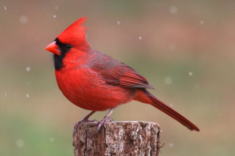 More Than Just Pretty Feathers: The Deep Symbolism of the Cardinal Bird