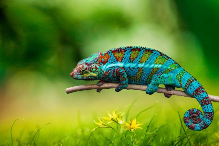 Chameleon Symbolism and Spiritual Meanings