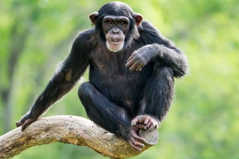 Chimpanzee Symbolism and Spiritual Meanings