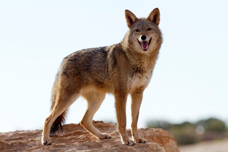 Coyote Spiritual Meanings, Symbolism and Totem