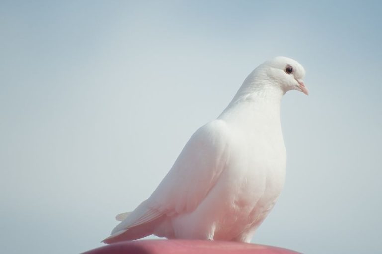 Dove Spiritual Meanings and Symbolism
