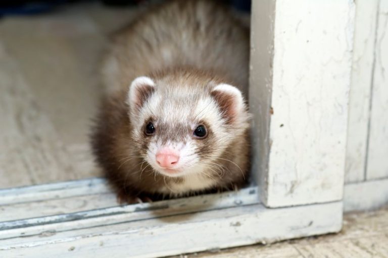 Ferret Spiritual Meanings and Symbolism
