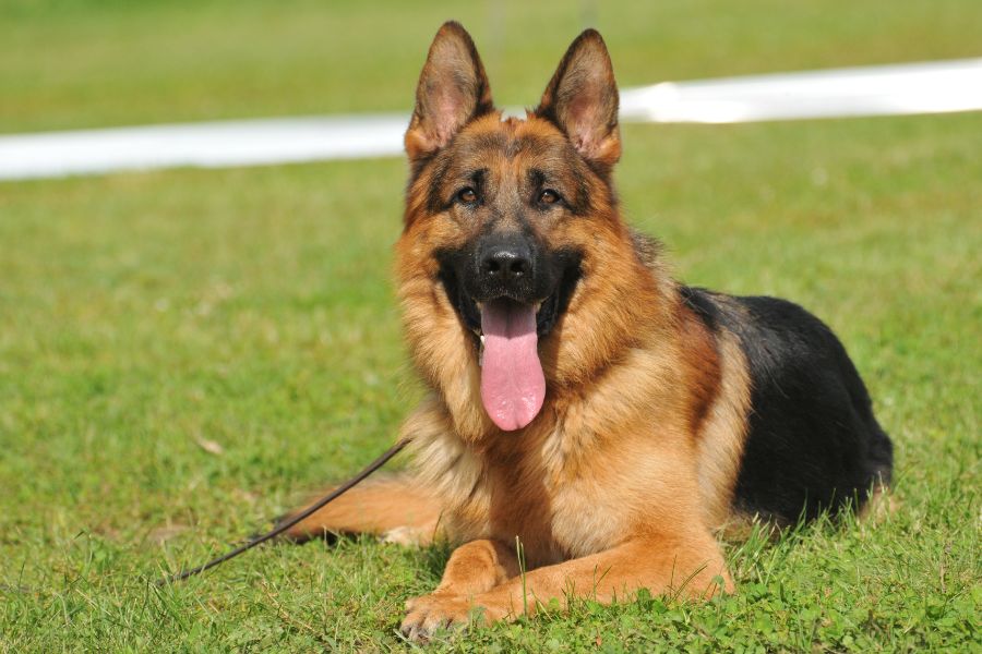 German Shepherd Symbolism and Meaning