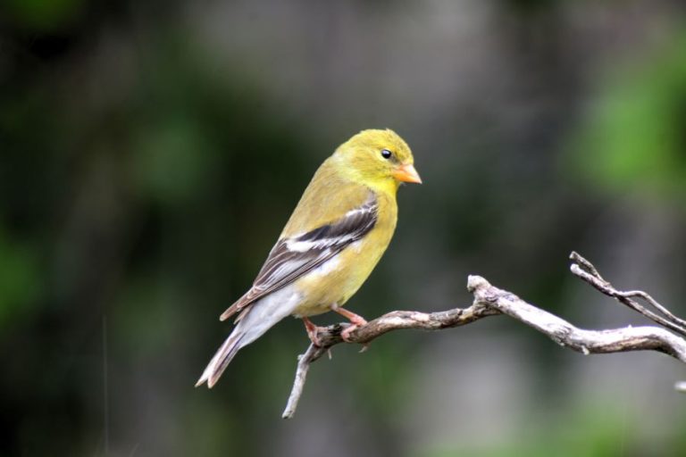 Goldfinch Spiritual Meanings, Symbolism and Totem