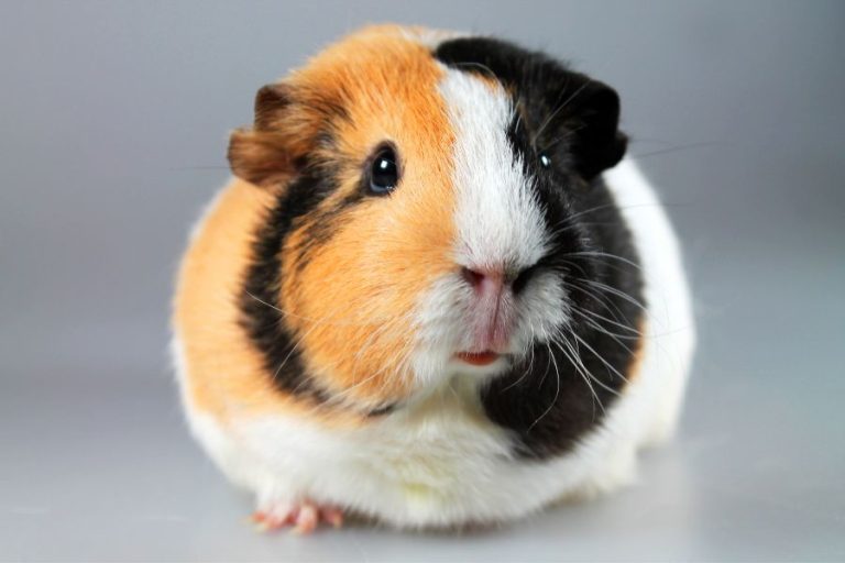 Guinea Pig Symbolism and Spiritual Meanings