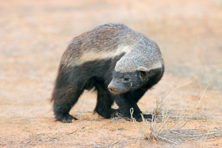 Honey Badger Symbolism and Spiritual Meanings