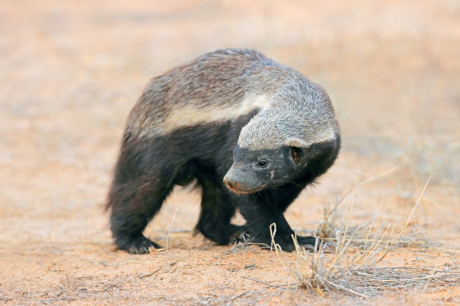 Honey Badger Symbolism and Spiritual Meanings