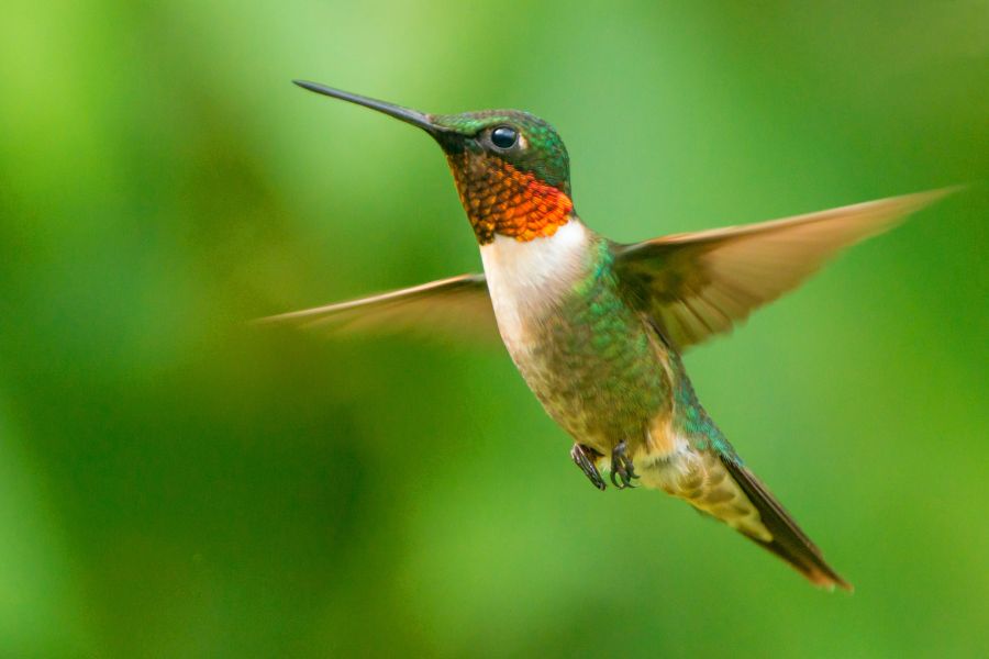 Hummingbird Spiritual Meanings and Symbolism