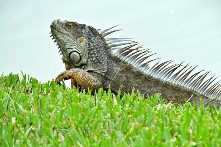 Spiritual Meanings and Symbolism of Iguana