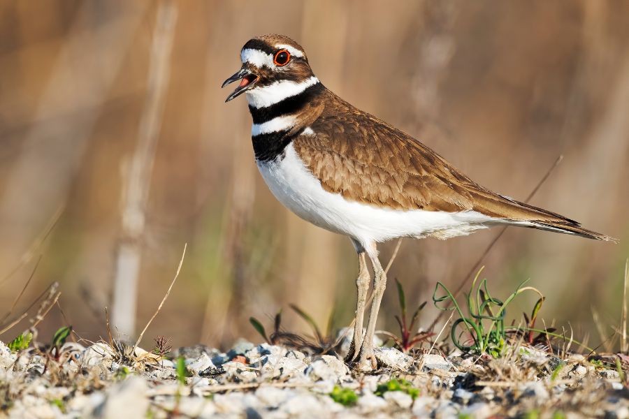 Killdeer Symbolism and Spiritual Meaning