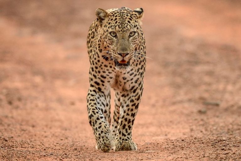 Leopard Symbolism and Spiritual Meanings