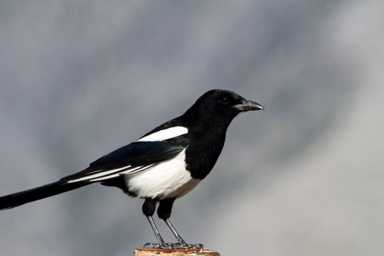 Magpie Spiritual Meanings, Symbolism and Totem