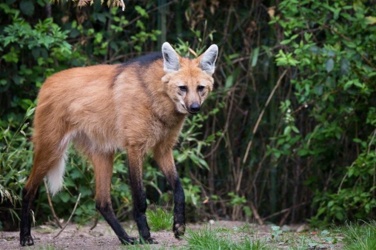 Maned Wolf Symbolism and Spiritual Meanings