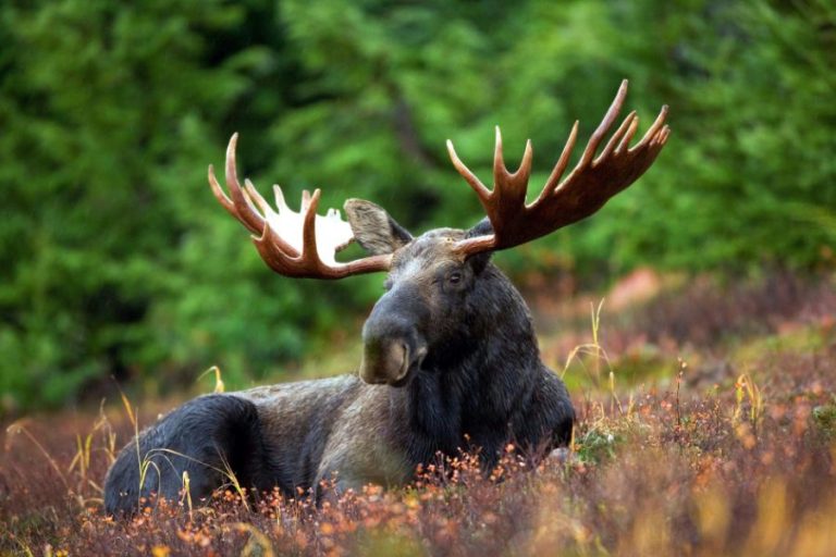 Moose Symbolism and Spiritual Meanings