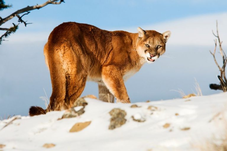 Mountain Lion Spiritual Meaning, Symbolism, and Totem