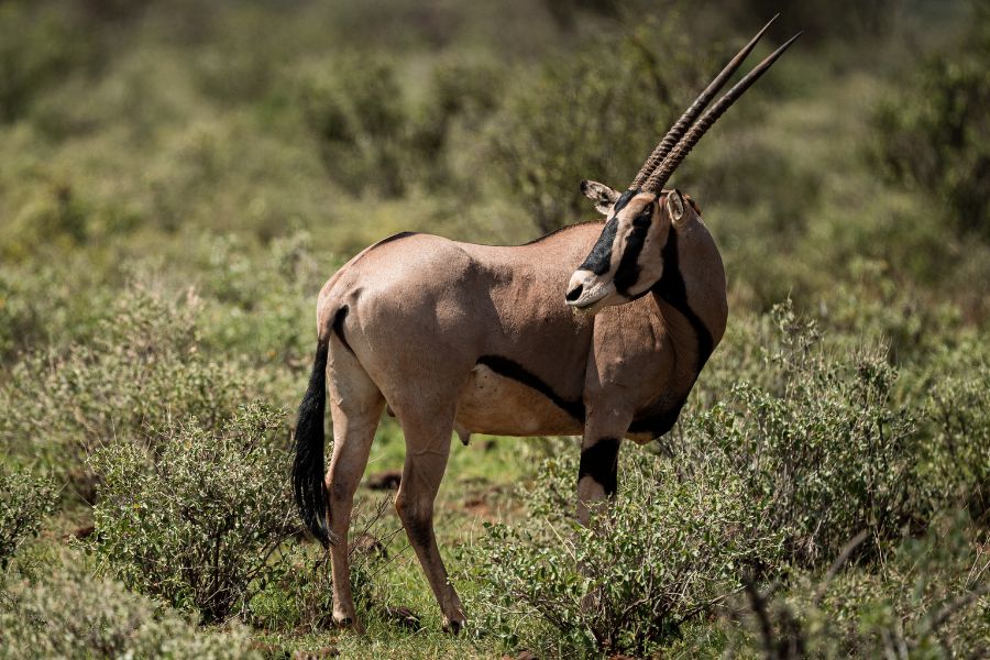 Oryx Symbolism and Spiritual Meanings