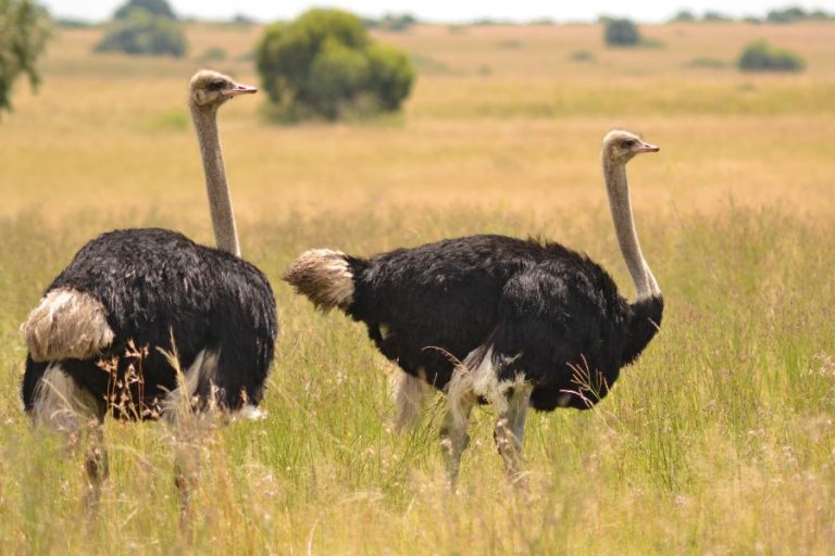 Ostrich Symbolism and Spiritual Meanings