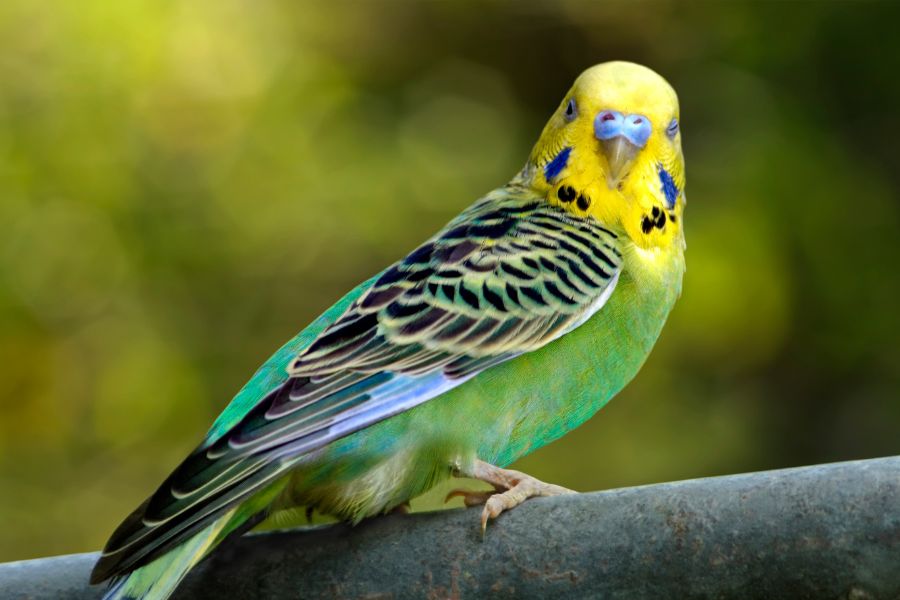 Parakeet Spiritual Meanings and Symbolism