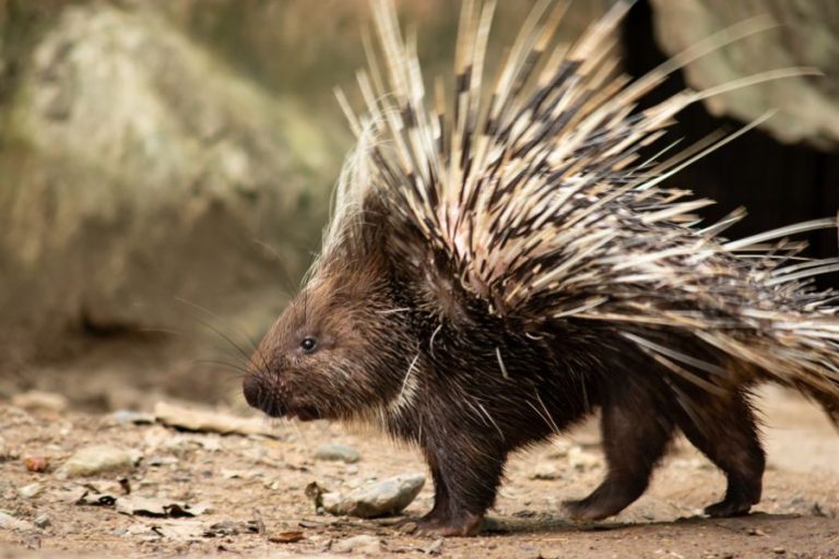 Porcupine Symbolism and Spiritual Meanings