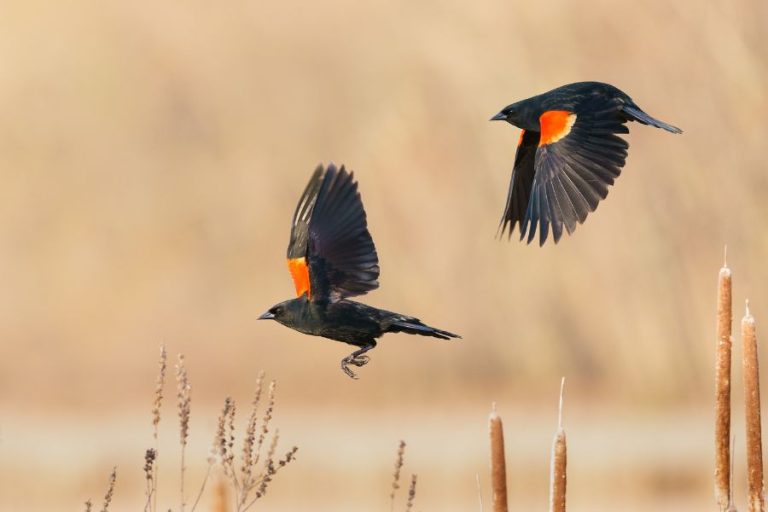 Red Winged Blackbird Symbolism and Spiritual Meanings