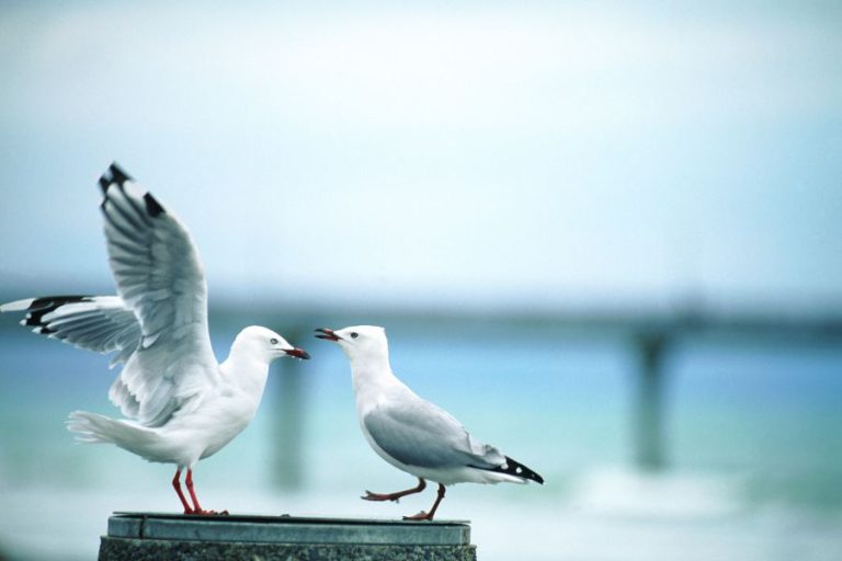 Sea Gull Symbolism and Spiritual Meanings