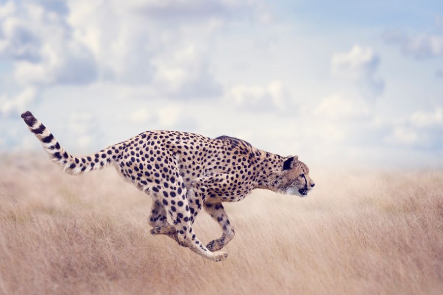 Spiritual Meanings of Cheetah