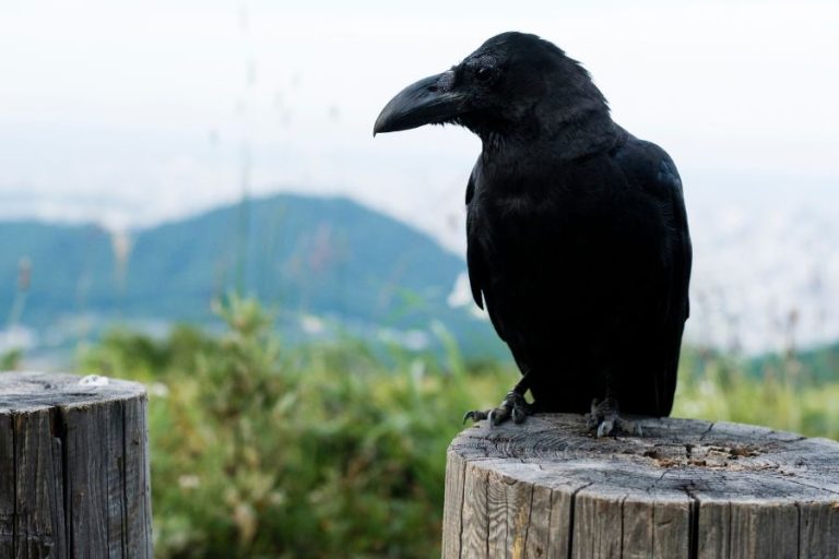 Crow Spiritual Meanings, Symbolism and Totem