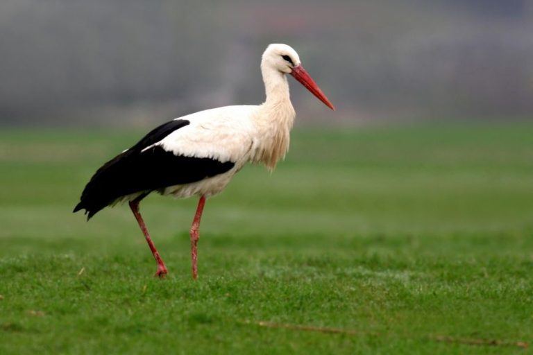 Stork Symbolism and Spiritual Meanings