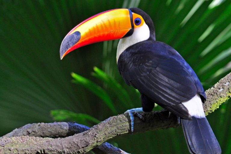 Toucan Symbolism and Spiritual Meanings
