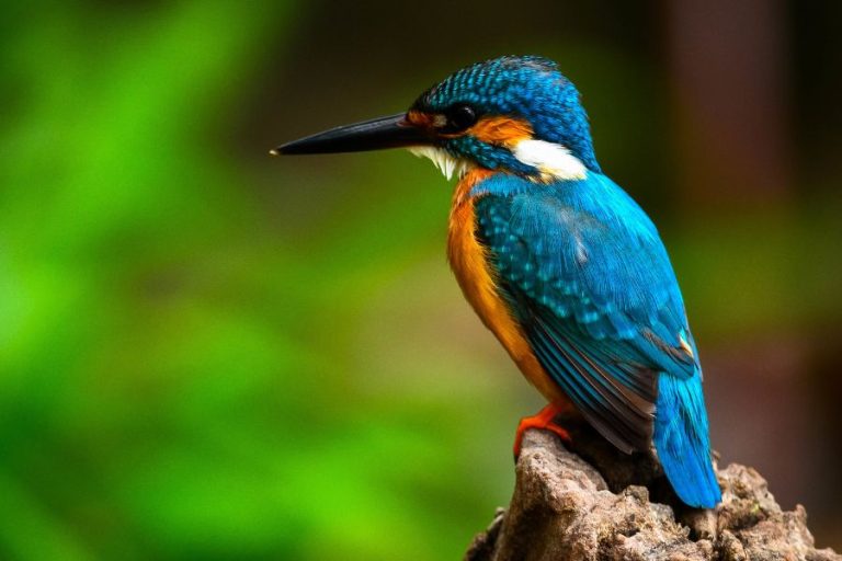 Kingfisher Symbolism and Spiritual Meanings