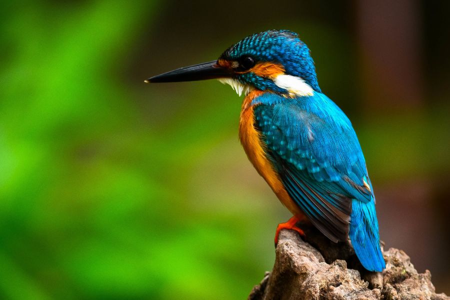 Kingfisher Symbolism and Spiritual Meanings